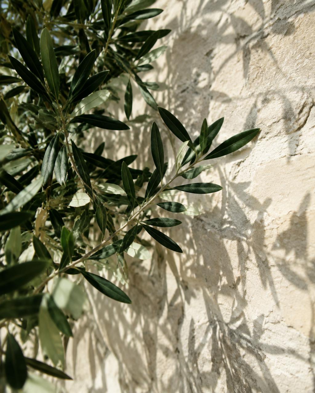 Olive leaves casting shadows on cream stone